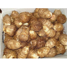 New Crop Fresh Taro Wholesale From China